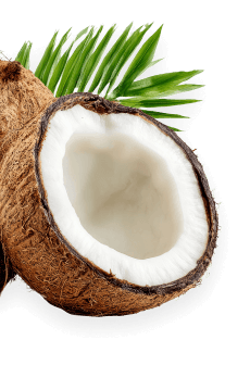 Coconut